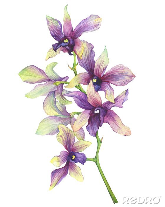 Poster  Romantische orchidee in ingetogen kleuren