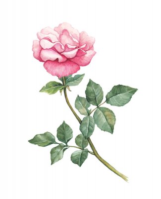 Poster  Rose aquarelle romantique
