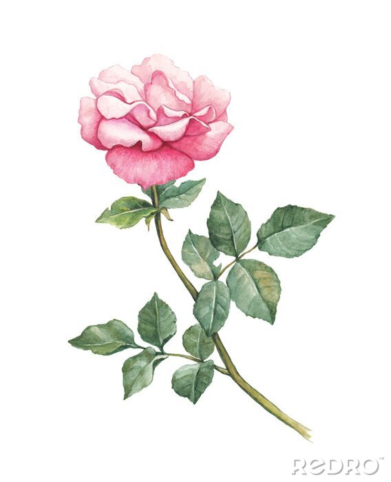 Poster  Rose aquarelle romantique