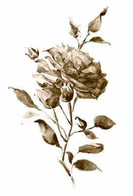 Poster  rose aquarelle sépia