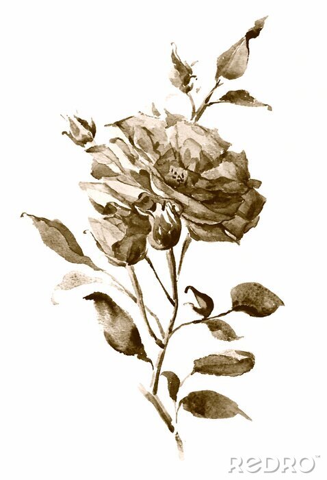 Poster  rose aquarelle sépia