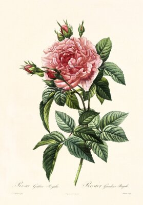 Poster  Rose avec de nombreux pétales et feuilles sombres