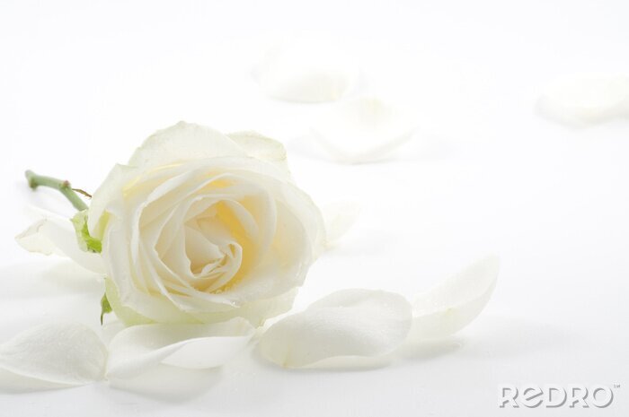 Poster  Rose blanche et pétales