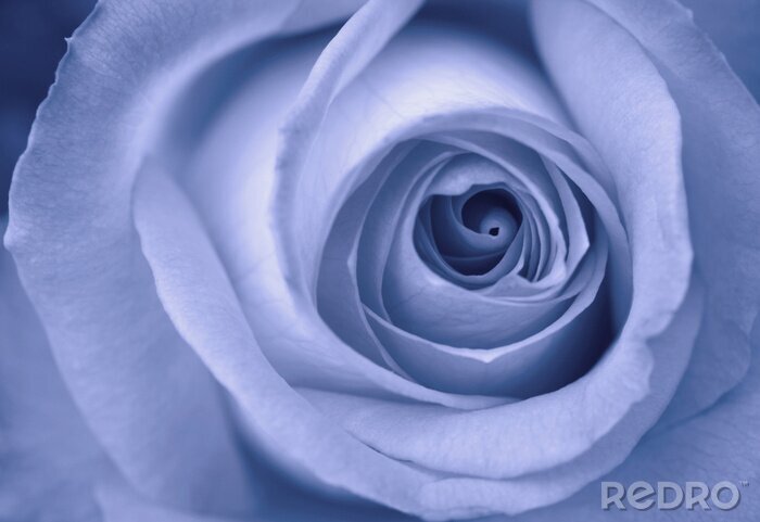 Poster  Rose bleue gros plan