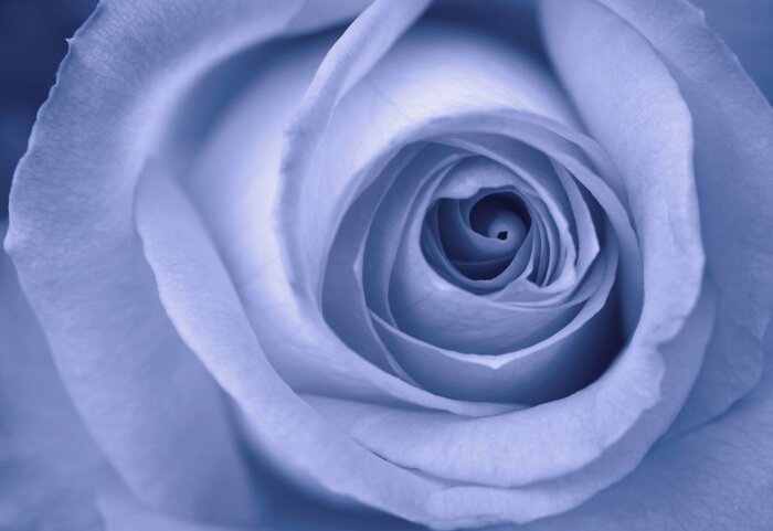 Poster  Rose bleue gros plan