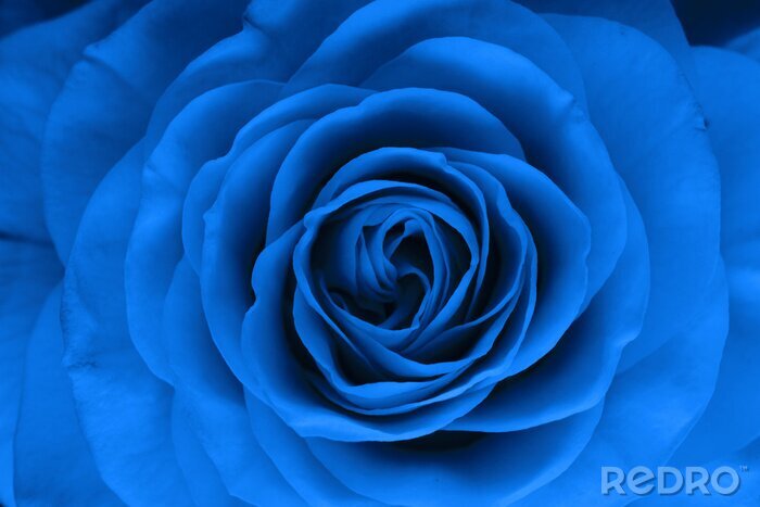Poster  Rose bleue version macro