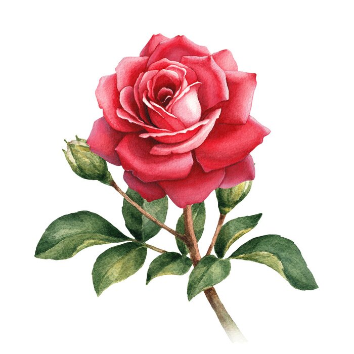 Poster  Rose carmin adulte