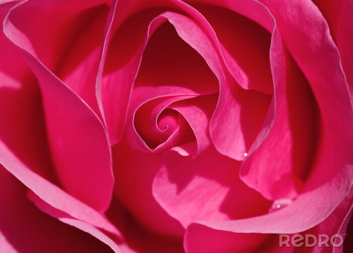 Poster  Rose couleur fuschia