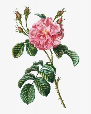 Poster  Rose de Damas et feuilles vertes