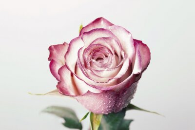 Poster  Rose du matin aux pétales ombragés