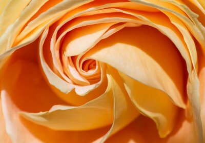 Rose jaune version macro