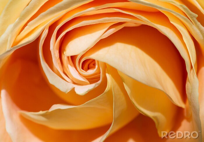 Poster  Rose jaune version macro