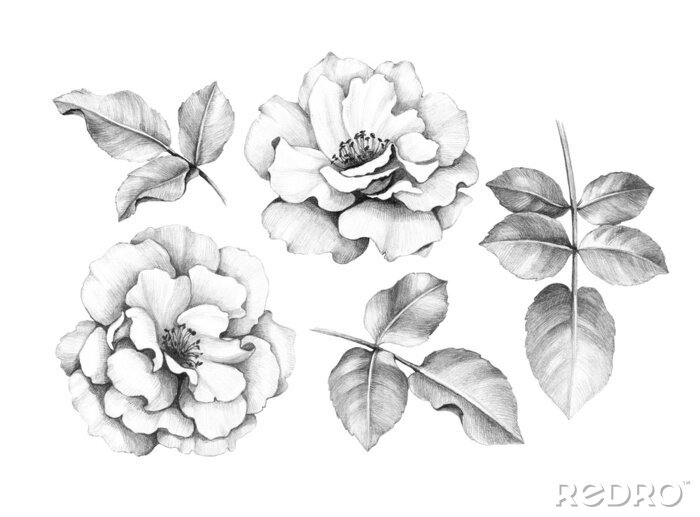 Poster  Rose monochrome