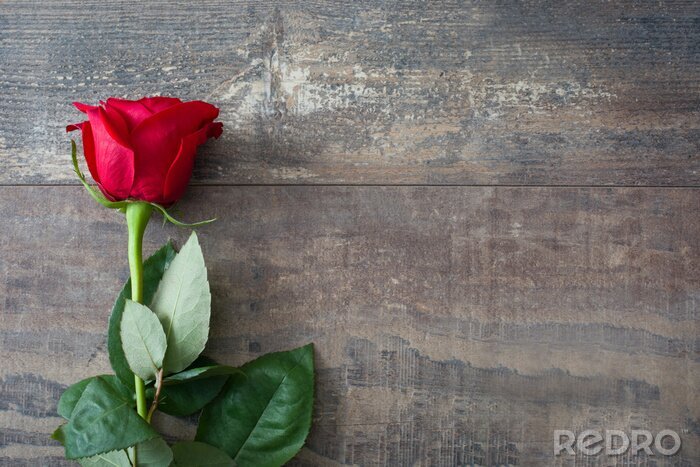 Poster  Rose rouge sur de vieilles planches