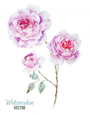 Poster  Roses blanches aux pétales roses ombragés