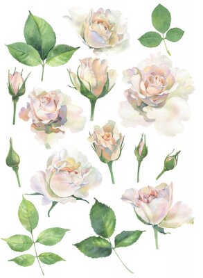 Poster  Roses blanches et feuilles d'aquarelle vertes