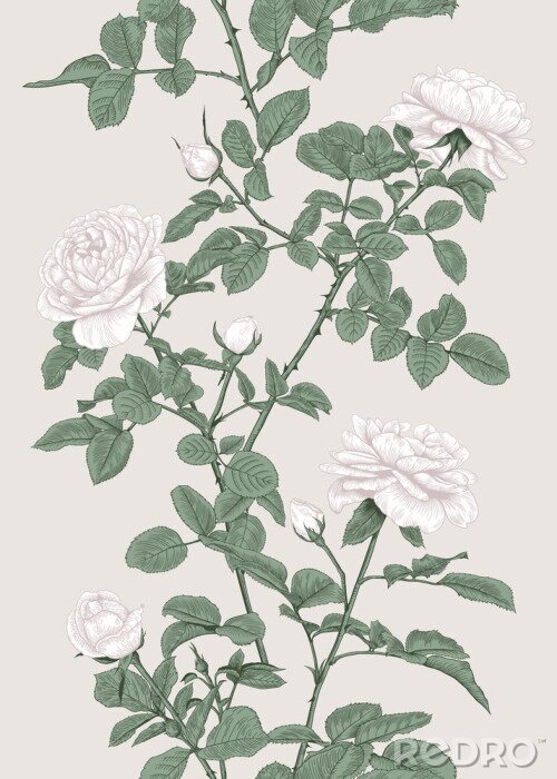 Poster  Roses blanches reliées par des brindilles