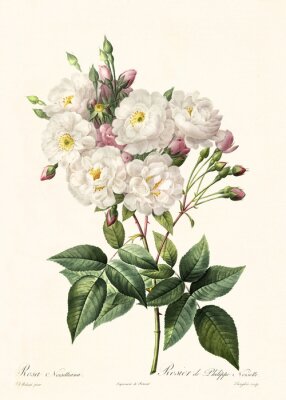 Poster  Roses blanches sur une branche d'un buisson