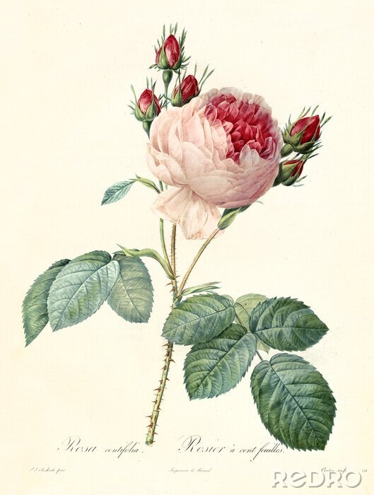 Poster  Roses carmin avec pétales brillant vers l'extérieur