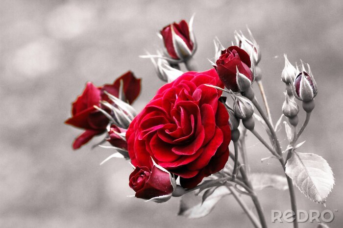 Poster  Roses carmin comme point de photographie en noir et blanc