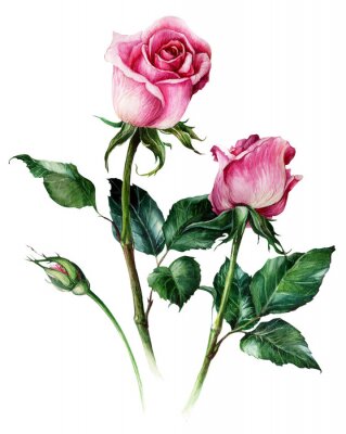Poster  Roses de croquis à la main