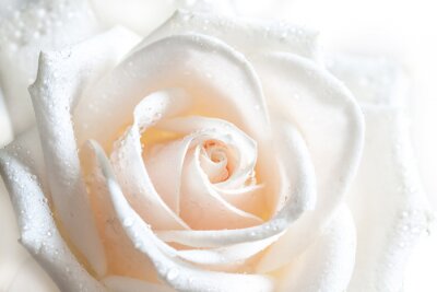 Poster  Roses du matin pétales blancs avec des gouttes de rosée