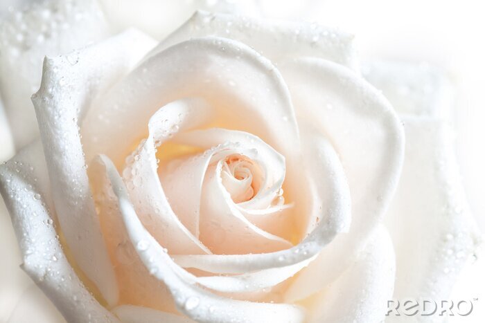 Poster  Roses du matin pétales blancs avec des gouttes de rosée