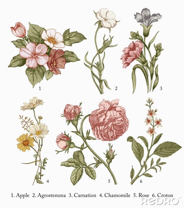 Poster  Roses et autres fleurs dans un dessin botanique