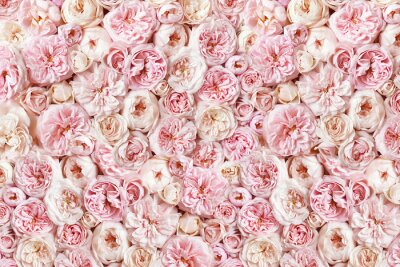 Roses pastel roses dans une composition dense