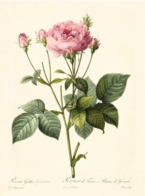 Poster  Roses sur une branche d'une gravure de buisson