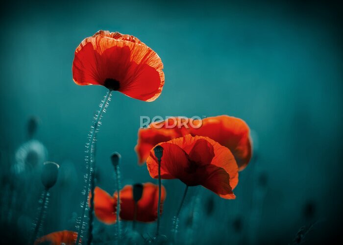 Poster  Rouge coquelicots sur un fond flou