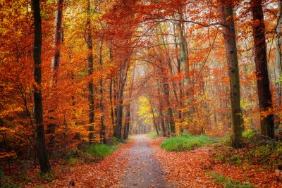 Route à travers la forêt d'automne