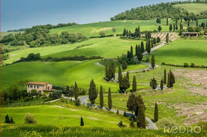 Poster  Route avec des courbes et des cyprès en Toscane, Italie