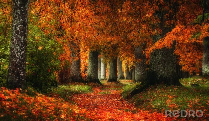 Poster  Route d'automne entre les vieux arbres
