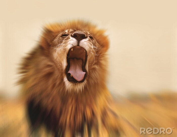Poster  Rugissement de lion