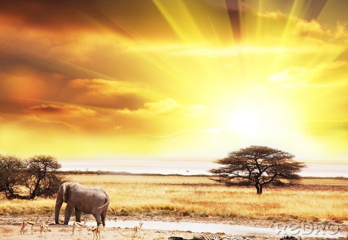 Poster  Safari animalier et paysage