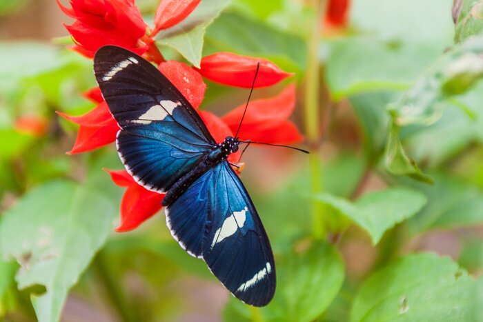 Poster  Sara Longwing papillon (Heliconius sara) à Mariposario (La Maison des Papillons) à Mindo, Equateur