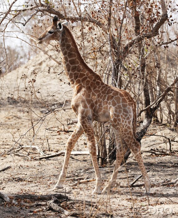 Poster  Sauvage, girafe, Kruger, national, Parc, sud, afrique.