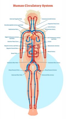 Poster  Science du système de circulation sanguine humain