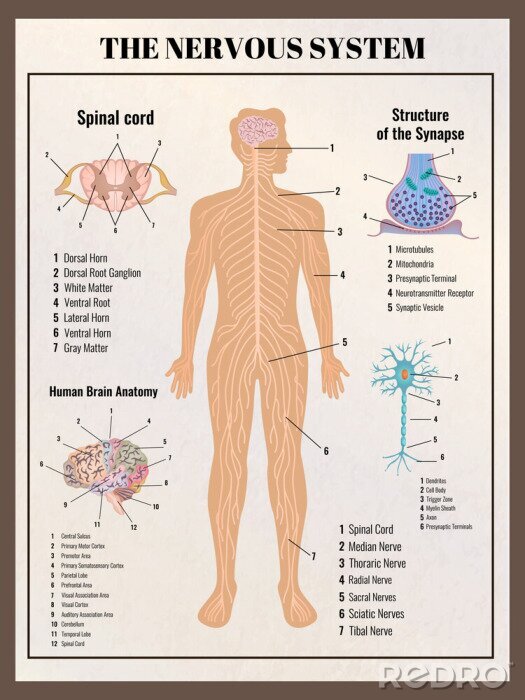Poster  Science du système nerveux humain