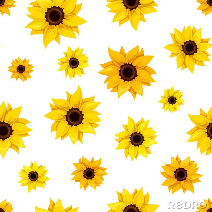 Poster  Seamless avec des tournesols. Vector illustration.