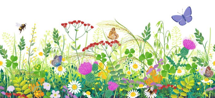 Poster  Seamless Border with Summer Meadow Plants  and Insects