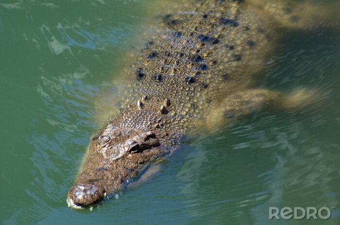 Poster  Sel australien eau crocodile