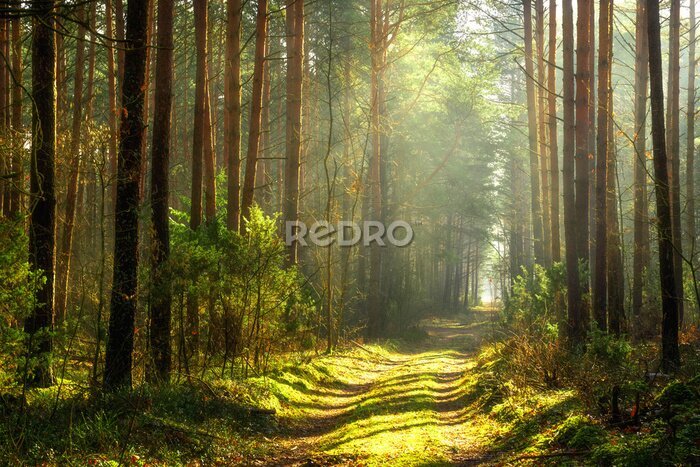 Poster  Sentier dans la forêt ensoleillée