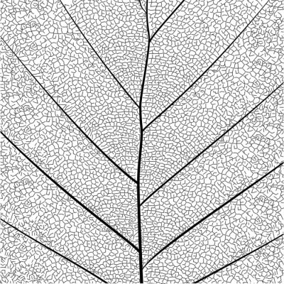 Poster  Série botanique Élégante et détaillée Structure en une seule feuille en style croquis noir et blanc sur fond blanc