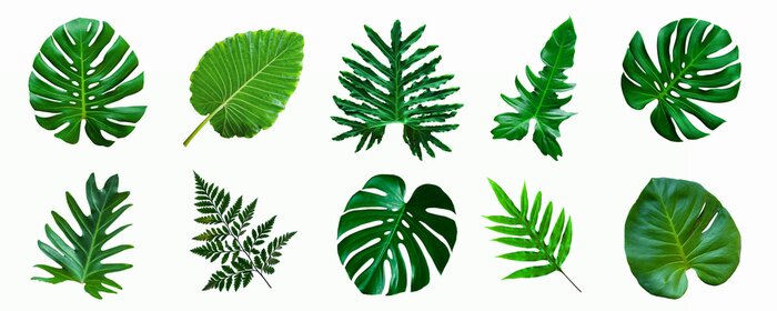Poster  set of green monstera palm and tropical plant leaf isolated on white background for design elements, Flat lay
