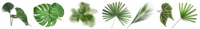 Sticker  Set of green tropical leaves on white background