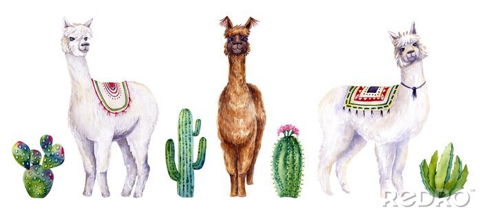 Poster  Set of watercolor alpacas and cactus. Colorful illustration isolated on white. Hand painted animals and plants perfect for card making, wallpaper, fabric textile, interior design