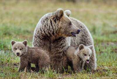 Poster  She-Bear et Cubs d'ours brun sur le marais dans la forêt de l'été. Fond vert naturel
