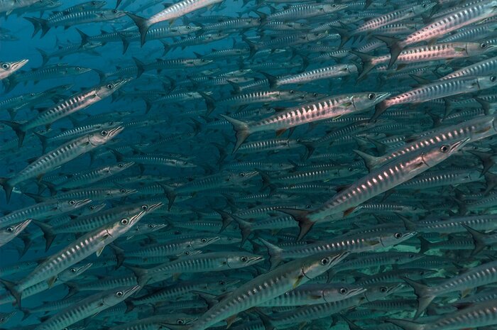 Poster  Shoal of blackfin barracuda en Mer Rouge.